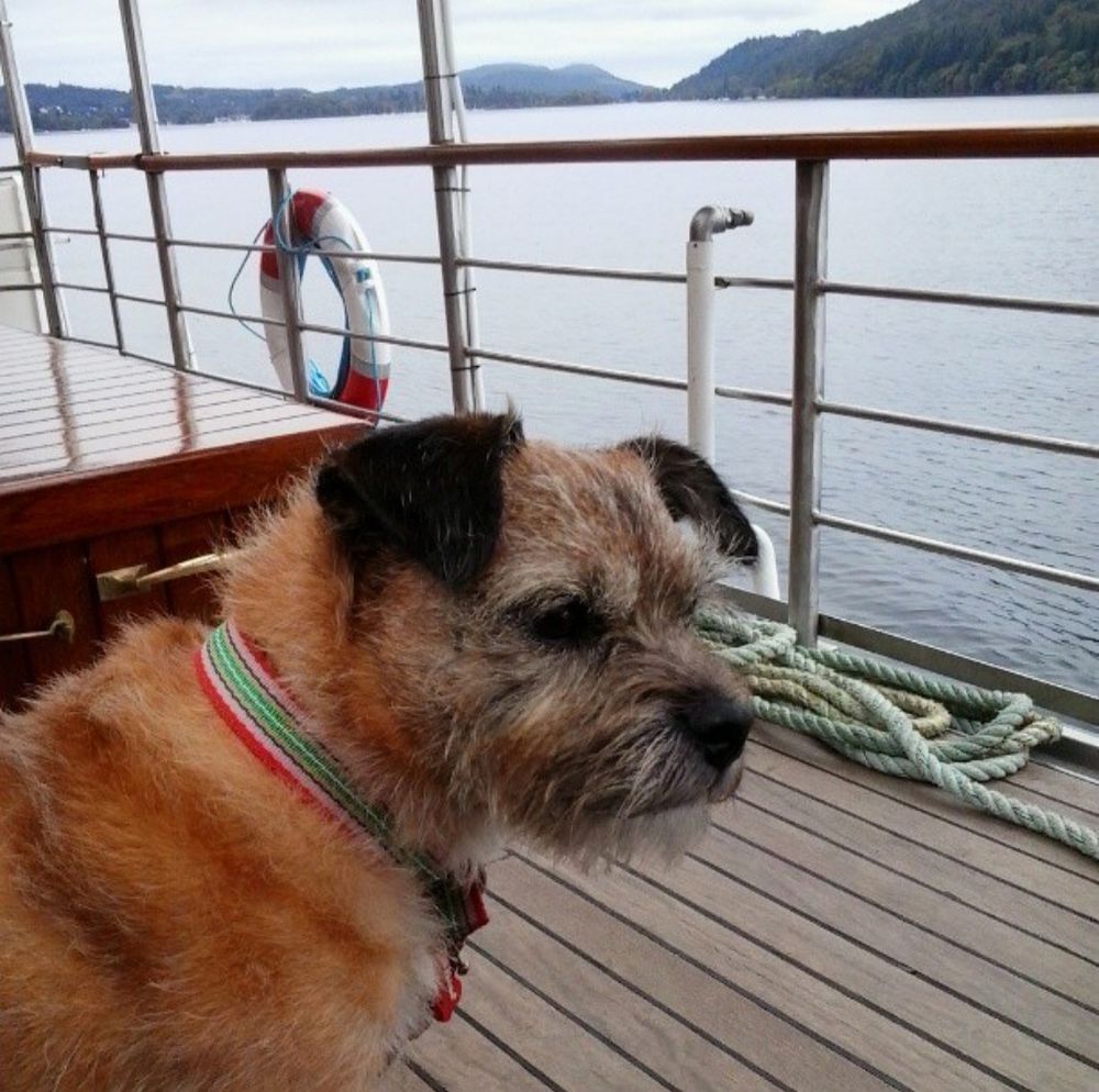 Whiskey border terrier sat on The Swan ferry on Windermere in 2010