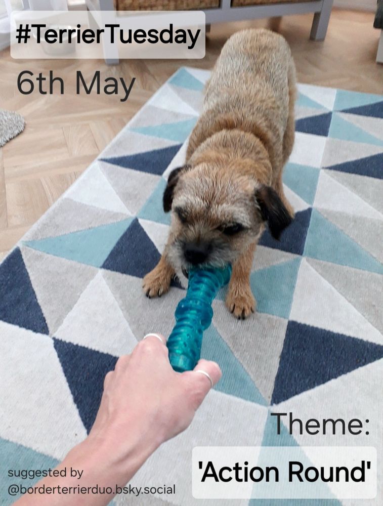Heidi border terrier playing with a green squeaky toy on a blue rug. A hand is in shot on the left for the game of tug-o-war