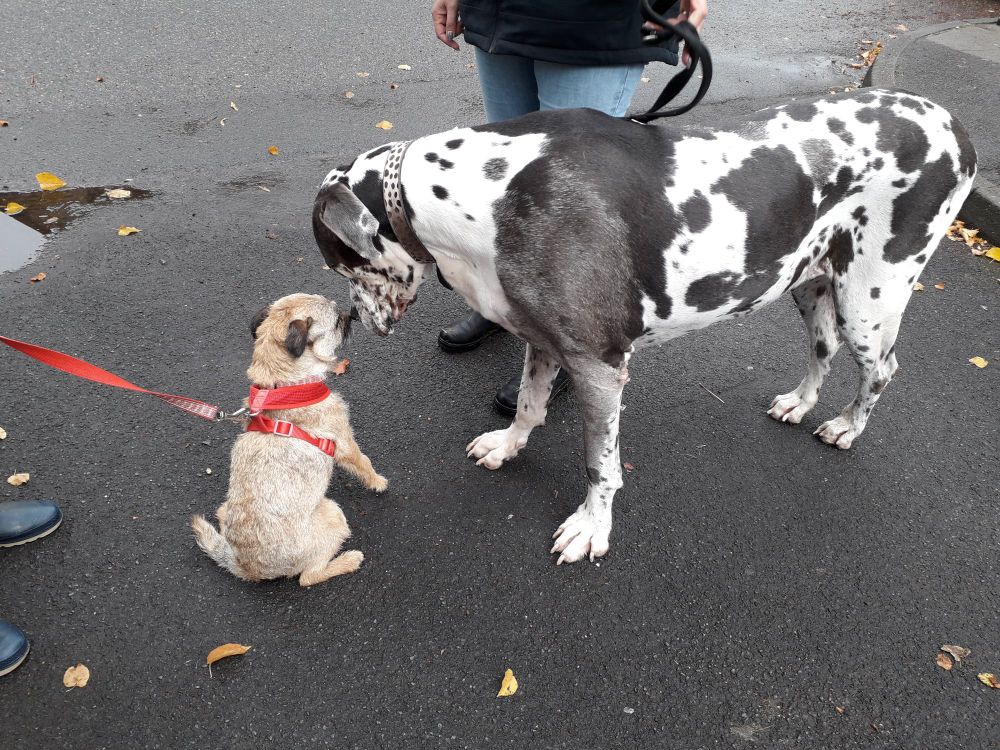 Heidi border terrier touching noses with her friend Lola the harlequin great dane in the street. Both dogs are on lead