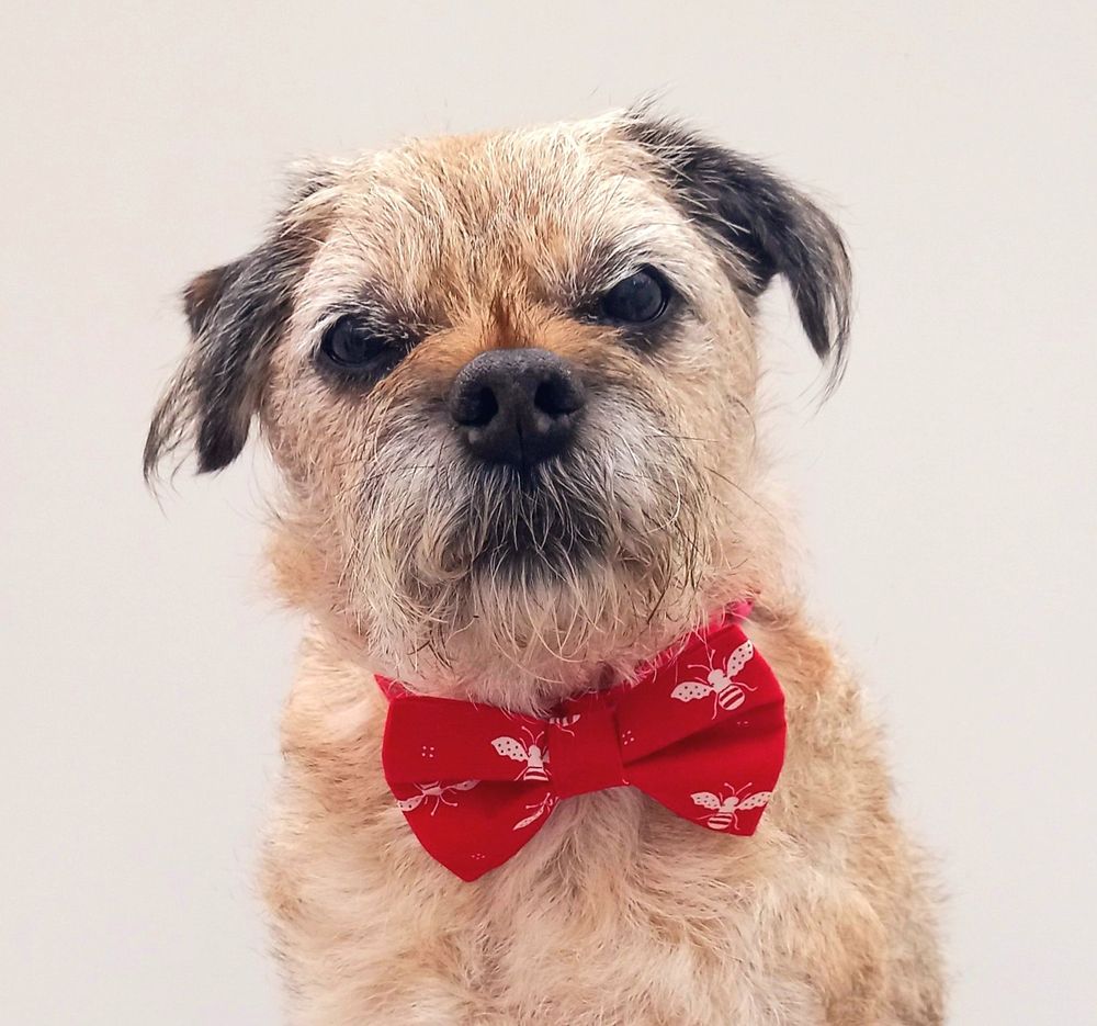 Heidi border terrier modelling a red bee print fabric bow tie by misheleneous. Its attaches to a dog collar via an elastic loop at the back. She is looking directly at the camera