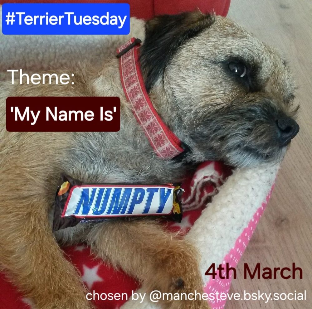 Heidi border terrier on a poster advertising #TerrierTuesday She is lay in bed with a marathon chocolate bar with the word 'Numpty' on it and glaring at the camera