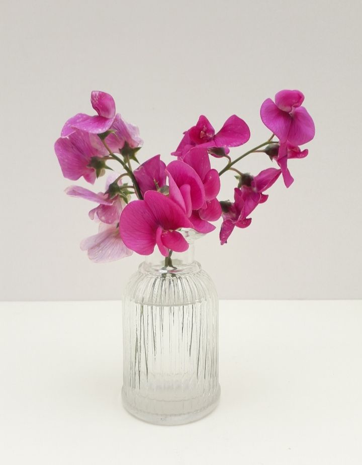 A glass reed diffuser bottle repurposed as a bud vase containing magenta coloured sweet peas