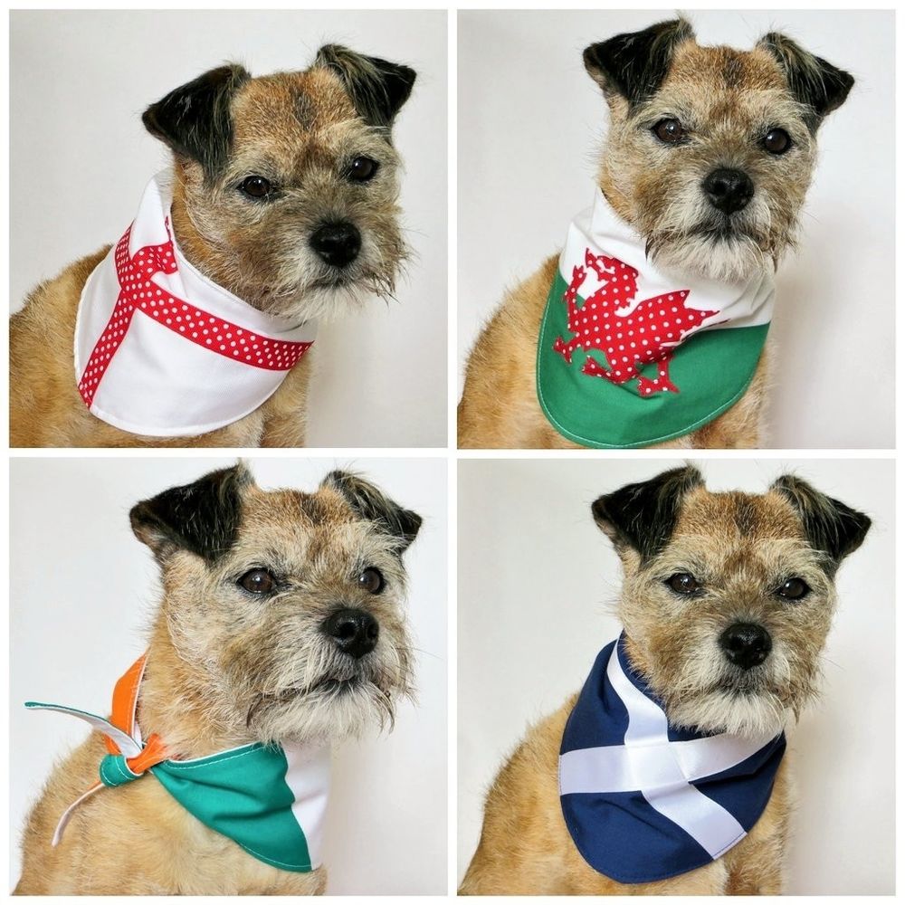 A collage of 4 pictures of Whiskey border terrier modelling the Home Nations flags dog bandanas. Handmade by misheleneous and include England, Ireland, Scotland and Wales