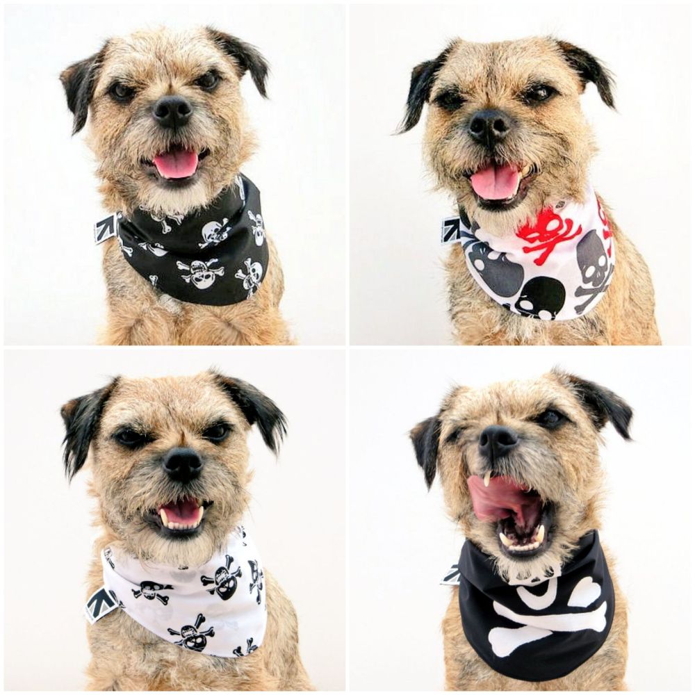 A collage of 4 pictures showing Heidi border terrier modelling 4 different handmade skull and crossbone design dog bandanas by misheleneous