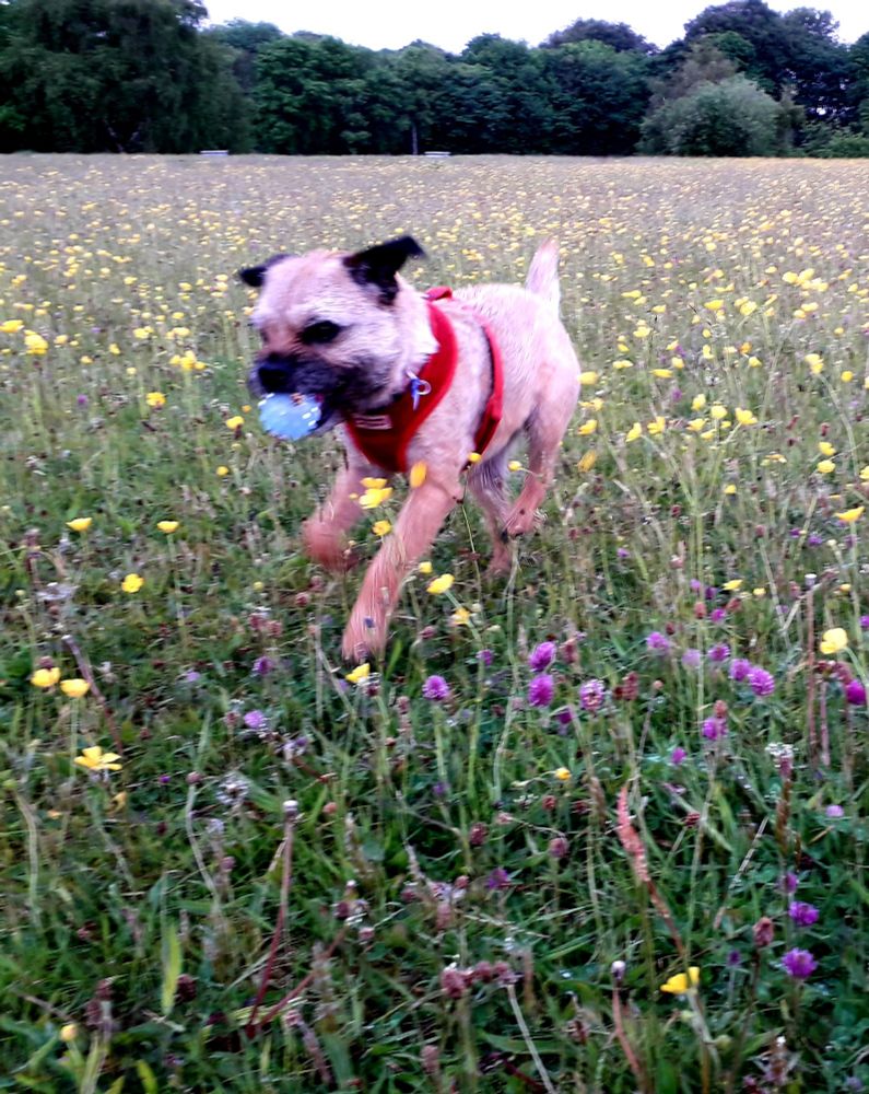 Heidi border terrier galloping through a flowery field with her ball in her mouth. Heaton Park, Prestwich, Manchester.