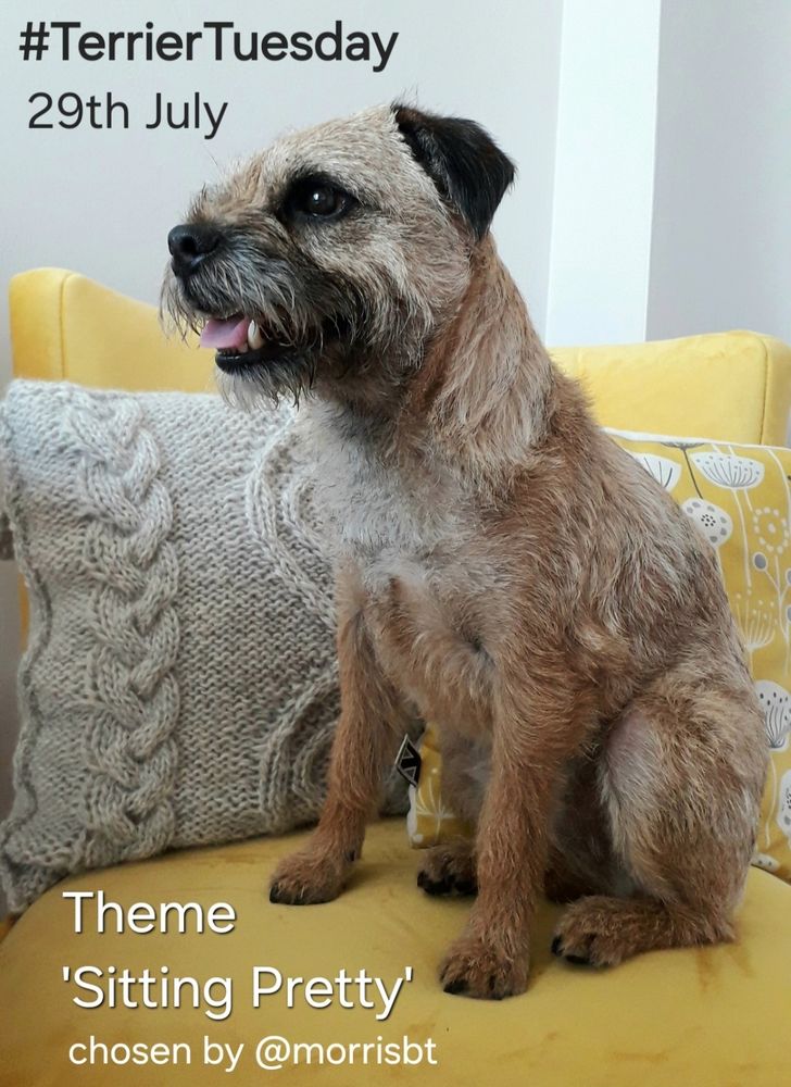 Heidi border terrier sitting in profile on a yellow armchair with cushions looking to the left of the frame. Its a poster advertising the #TerrierTuesday theme 'Sitting Pretty' for the 29th July, chosen by @morrisbt