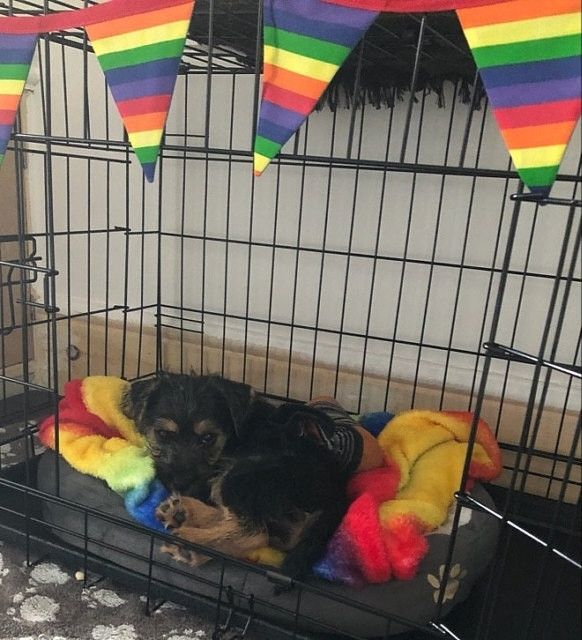 A border terrier puppy in a pet crate decorated by a length of misheleneous pride flag bunting