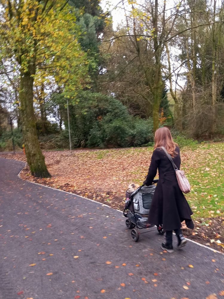 Me pushing Heidi border terrier wrapped in a blanket in her dog trolley in Heaton Park, Prestwich, Manchester. There are orange leaves on the paths and a few yellow ones left on the tree in the distance
