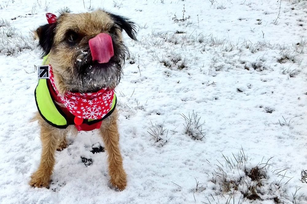 Heidi border terrier in a wearing a yello hi vis coat in the snow in heaton park, prestwich, manchester. She has her tongue out
