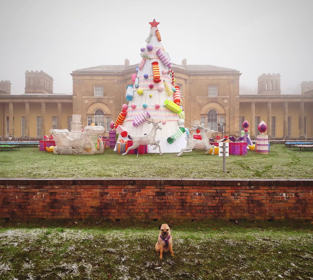 Heudi border terrier sat in front of a fog shrouded Heaton Hall in Heaton Park, Prestwich, Manchester. When Lightopia had their winter lights display. Features a huge christmas tree and colourful gifts