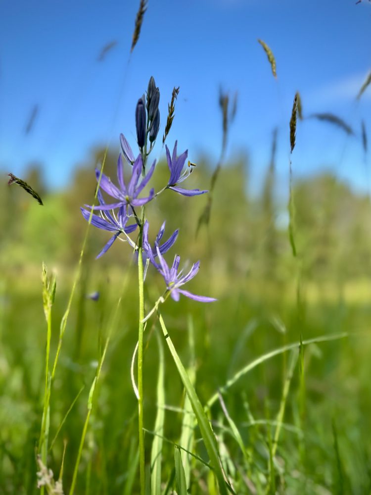 single purple camas flower in field with blue sky. close up shot with blurred background from camera 