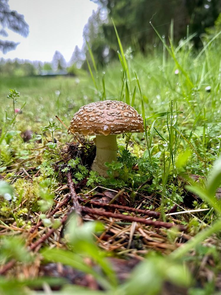 brown cap mushroom with white warts surrounded by moss and grasswith trees in background 
