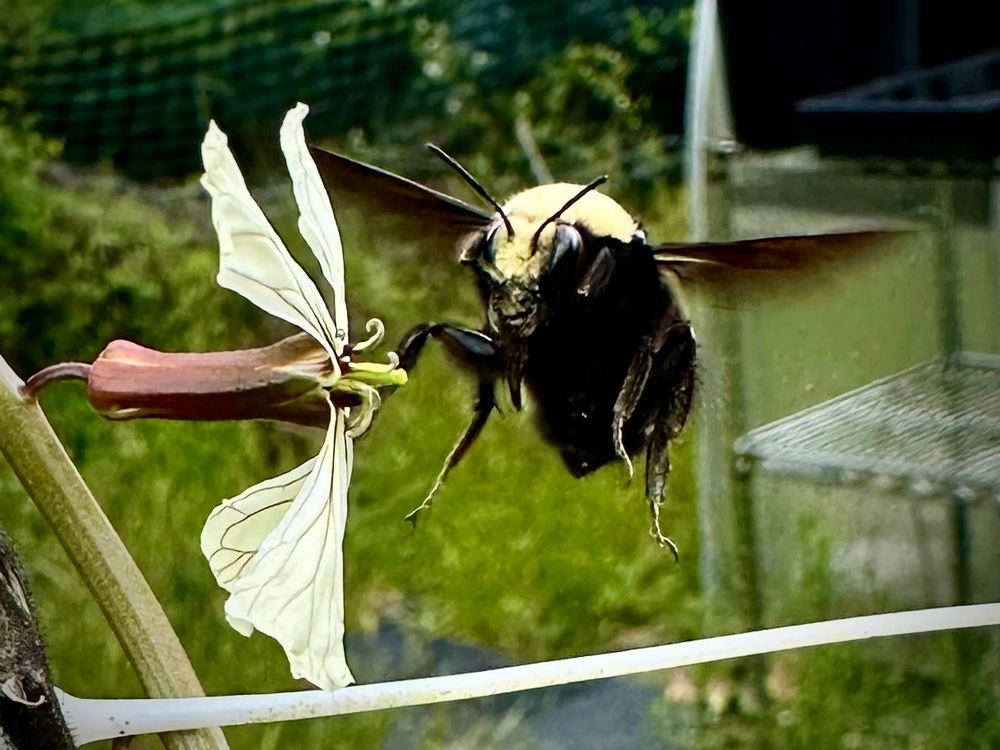yellow faced bumblebee hovering next to arugula flower - close up shot 