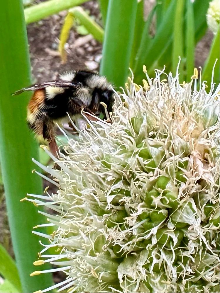 partial allium globe with bumblebee on side with face in the flower 