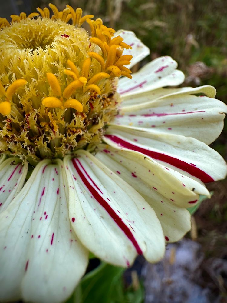 A zinnia with pale cream petals with deep red stripes and flecks and bright yellow center petals - super close up, you see the right half of it 