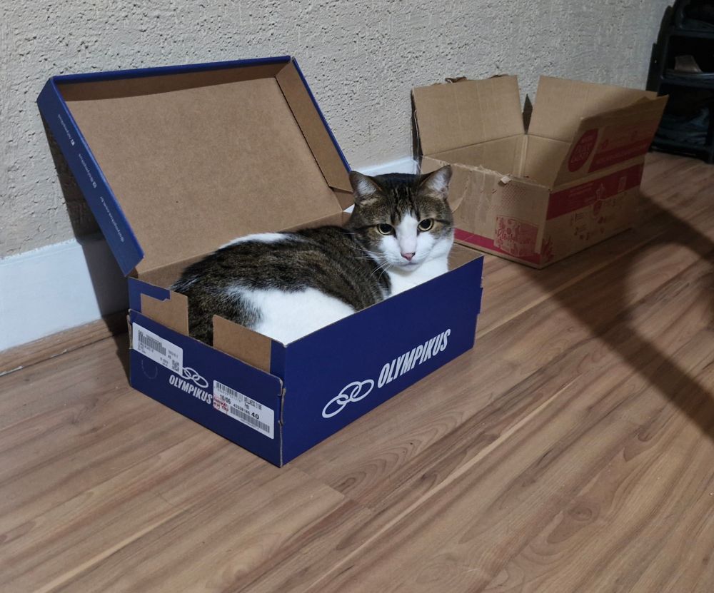 Gato (Hobbes) deitado numa caixa de sapato com uma caixa de papelão maior ao fundo.