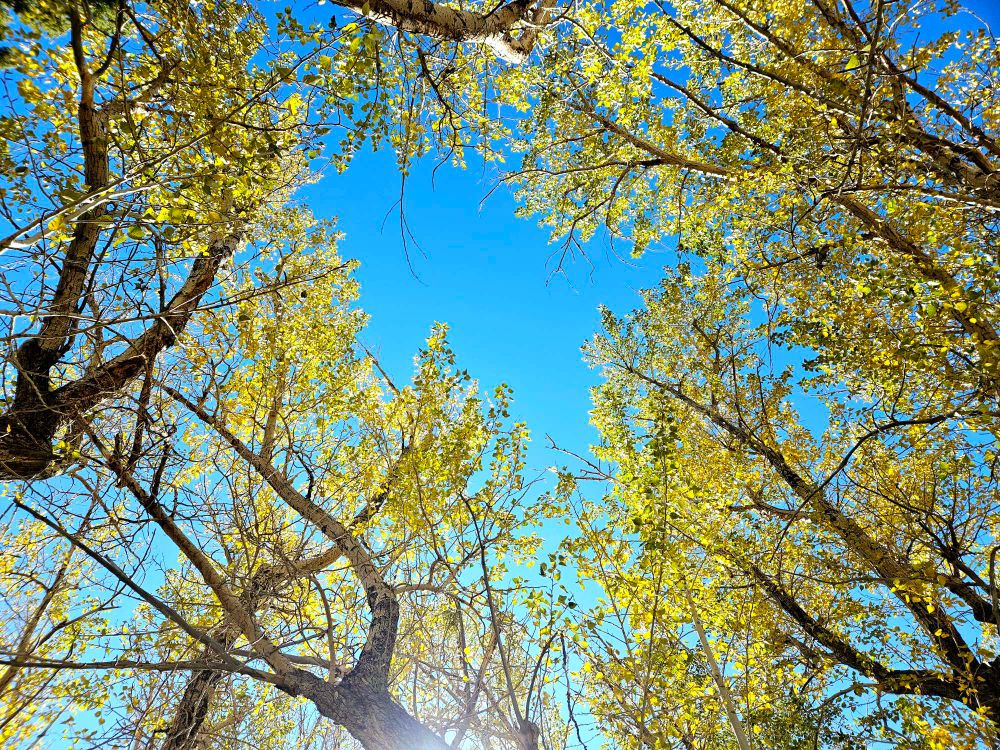 A canopy of brilliant yellow aspen leaves surround an opening to a view of the blue sky above.
