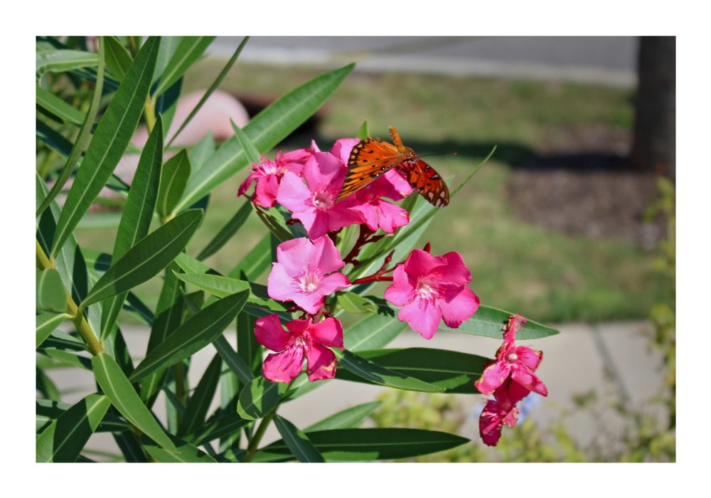 Flowers, maybe Evergreen shrubs near a sidewalk. A butterfly has landed on one of them