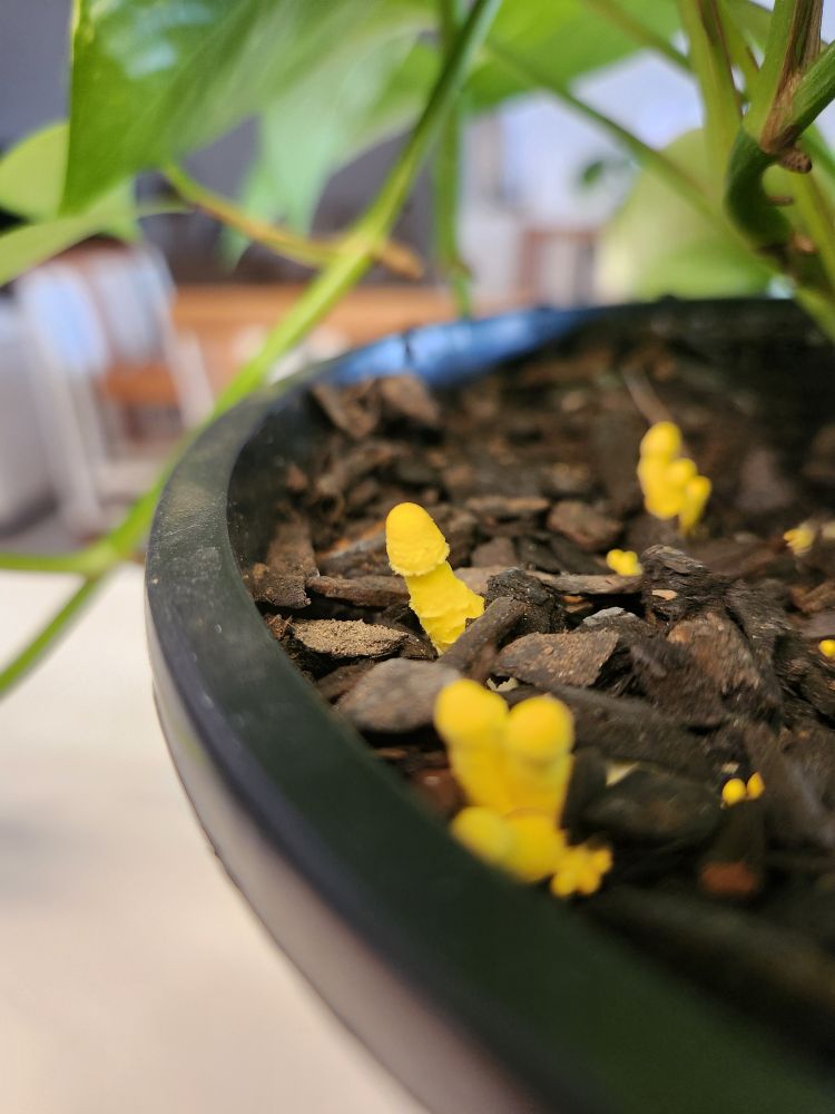 foto de vários cogumelos pequenos, com coloração amarela bem forte. O formato é bem fálico