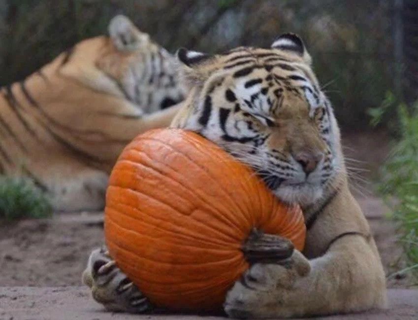Photo of a tiger hugging, and resting his cheek on, an enormous pumpkin
