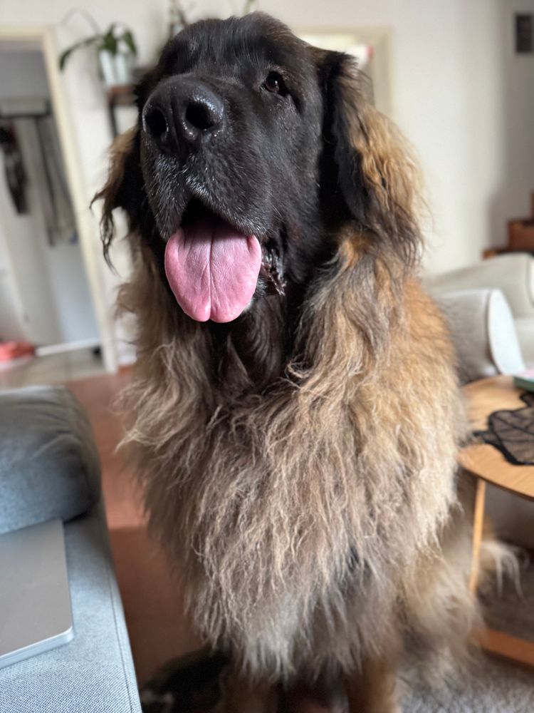 A happy Leonberger sitting in front of a couch. Her chest used to be perfectly fluffy, but it has encountered lots of slobber and play since then.