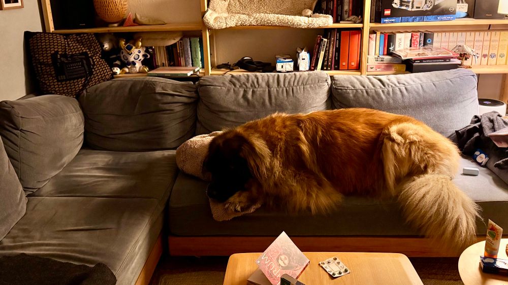 A Leonberger dog, taking up a 3 seater couch all on her own
