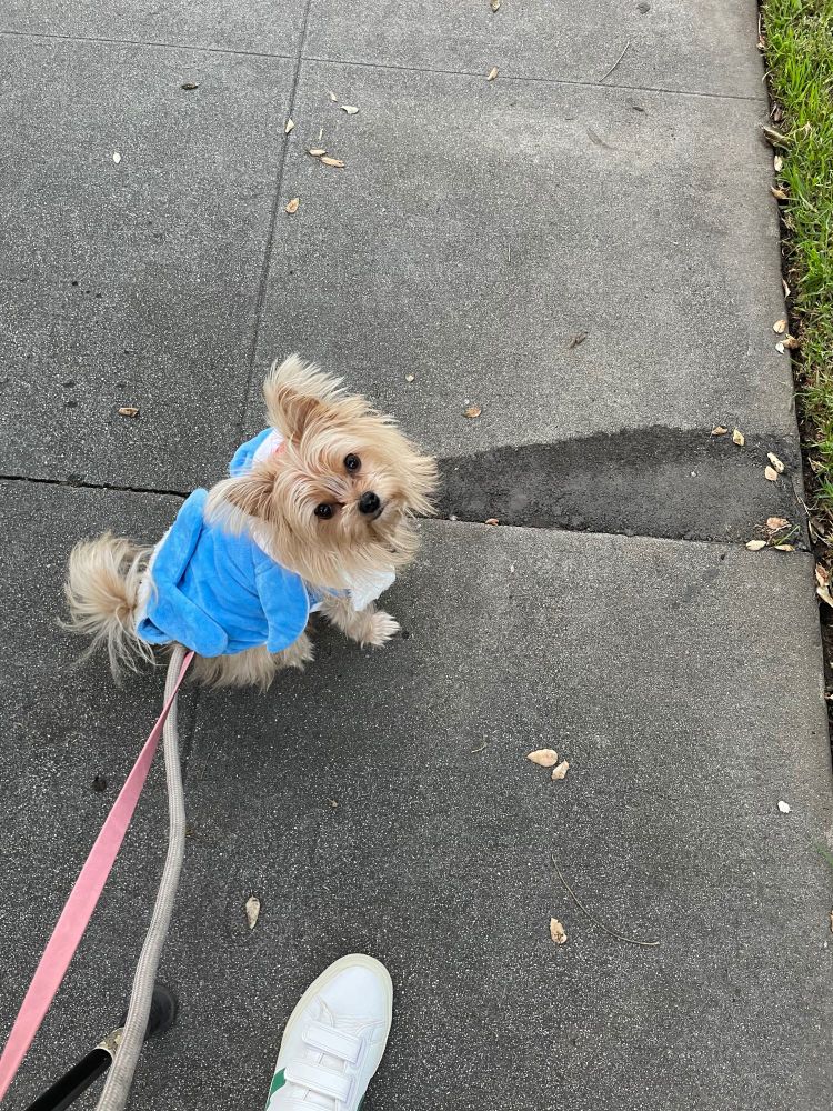 the same fluffy, tanish-colored porkie (Pomeranian-yorkie) sits on the sidewalk while wearing the blue and white shark costume. The picture is taken from above, and she’s looking up at the camera. She has dark eyes and a dark nose, and her ears are pointy. The cutest pup in the whole universe 