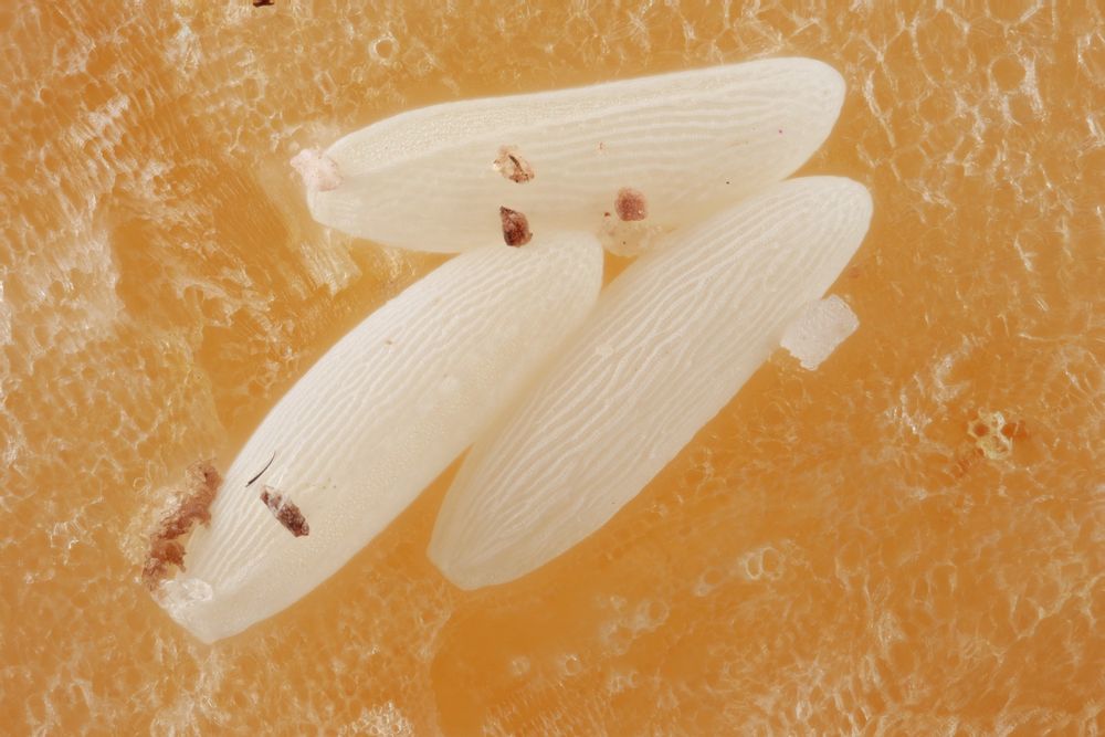 Three fly eggs, they look like highly sculptured grains of rice, resting on some rutabaga. This is a highly magnified focus stacked image. 