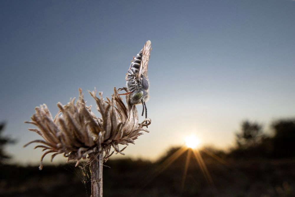 A close and wide shot of a Coelioxys cuckoo bee on a dead flower with the sunset in the background. The bee is near the centre of the frame, and is black and white with green eyes. 