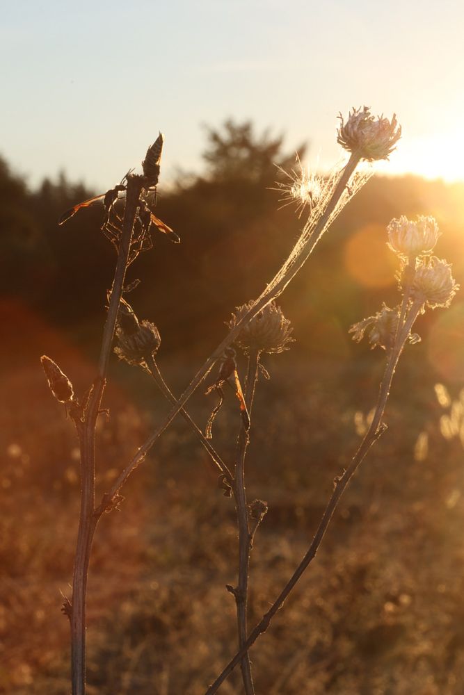 Closeup of a dead plant at sunset with thread waisted wasps and cuckoo bees resting 
