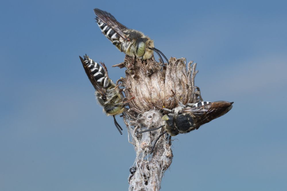 Three cuckoo bees clustered on a dead flower, gripping on with their mandibles. They’re black and white and have green eyes 