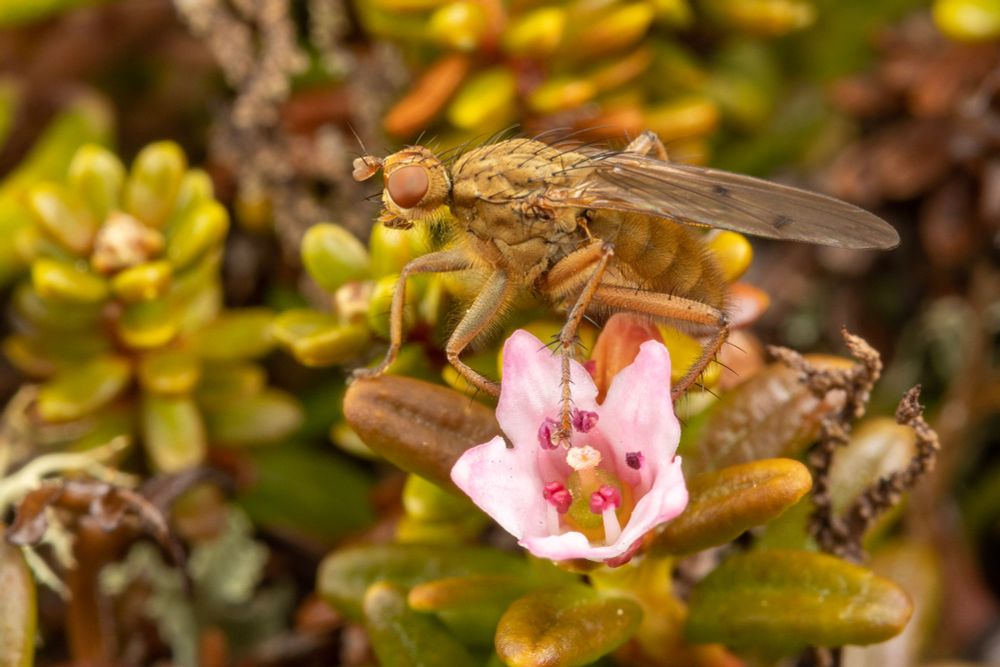 Side view of the same dung fly, what a nice looking fly!