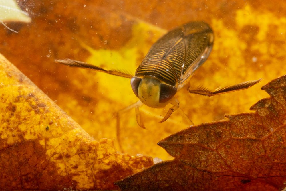 A corixid bug swimming above a golden fallen leaf in the water. It has great yellow and black stripes.