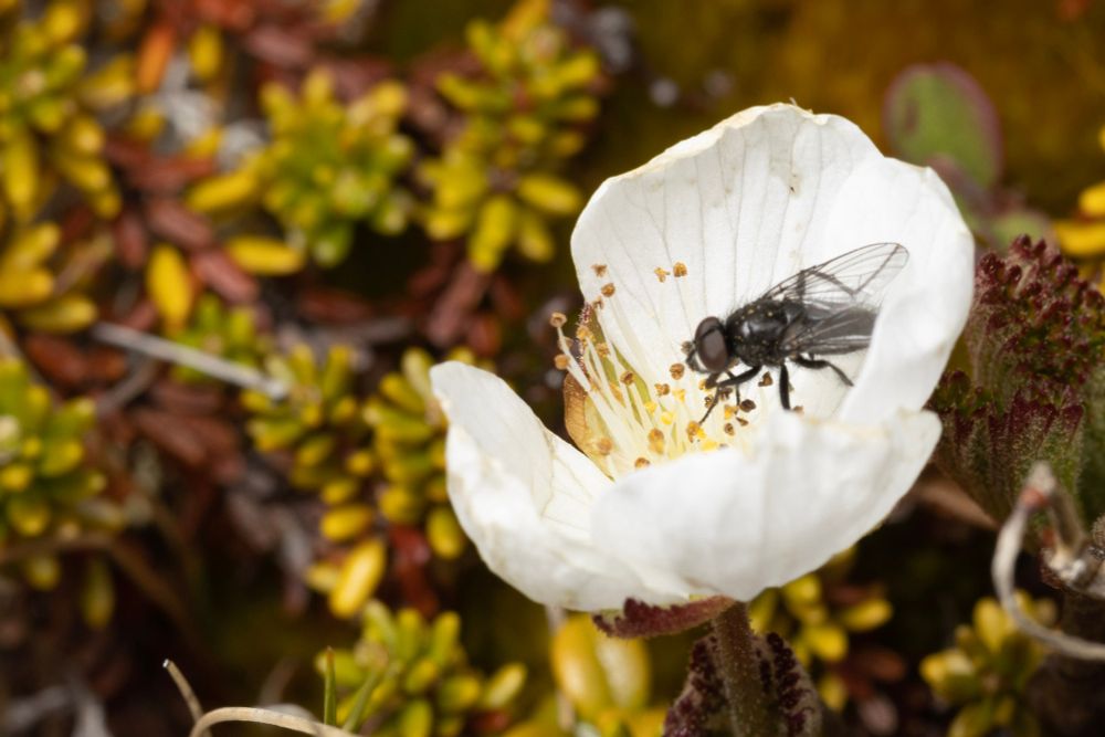 A big house fly type of fly (a big house fly the size of a small house fly) on a bakeapple flower