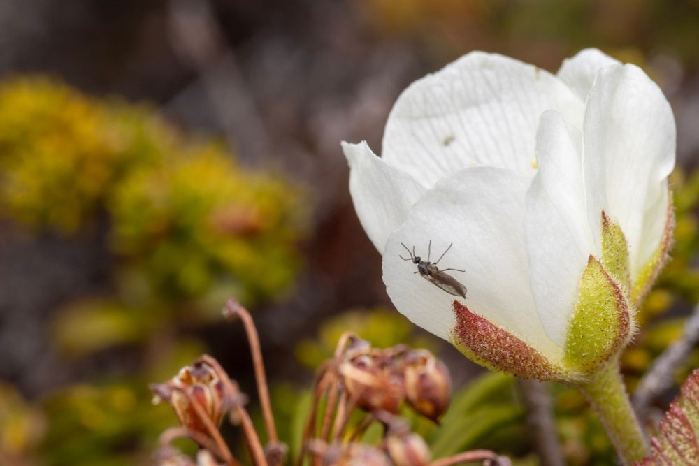 Some sort of small midge on the edge of a petal. Not sure if this counts as a flower visit or not. 