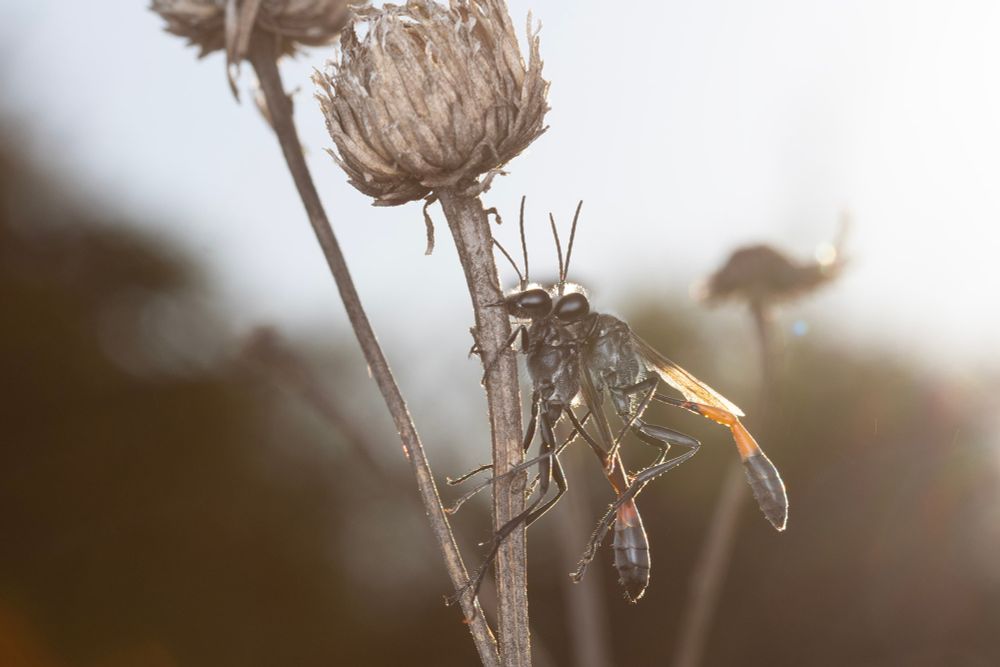 A couple thread waisted wasps, black with orange abdomens, on a dead flowers stalk. One is grasping the stalk with its mandibles, the other is grasping the other ones neck!