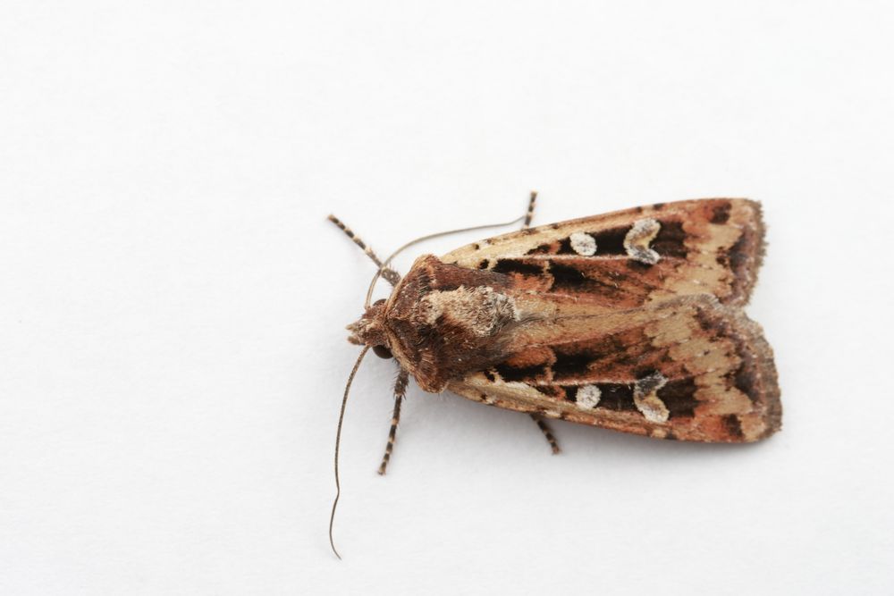 A large brown and gray moth, with two prominent silver spots on a dark triangle on each forewing. Pictured on white background. 