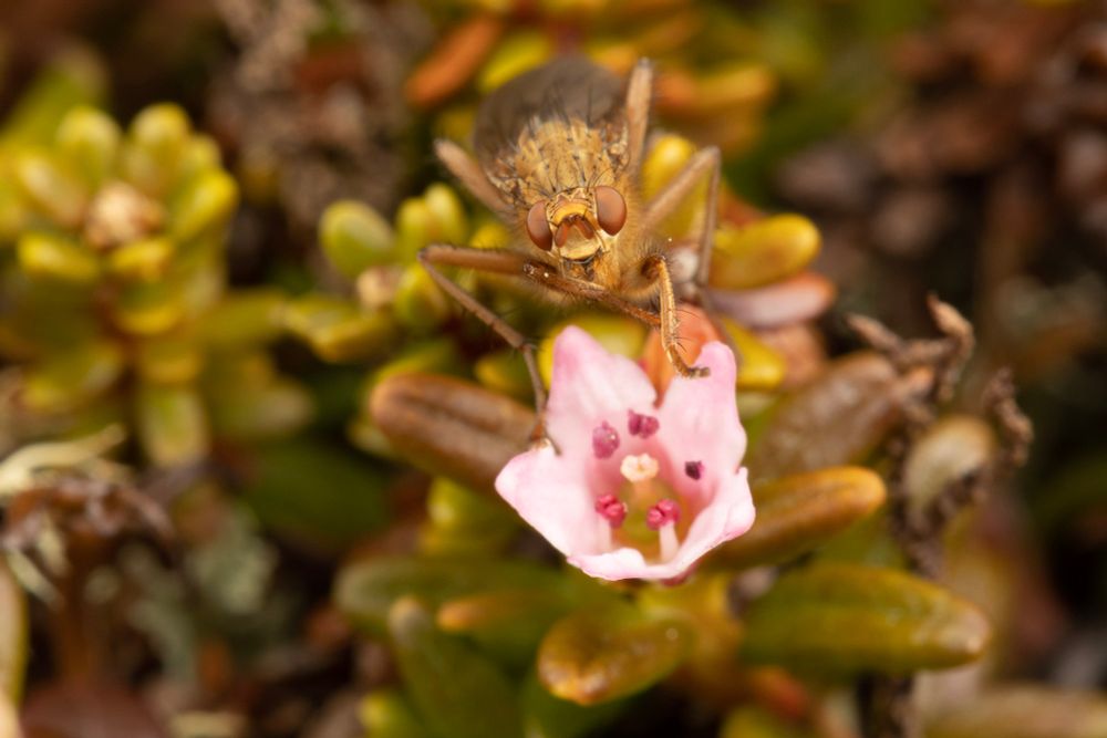 A yellowish brown dung fly on a tiny pink flower