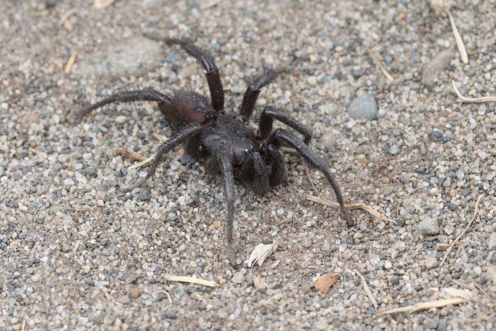 A small male mygalomorph spider, black with a purplish abdomen, on sand, covered in dirt and debris. He is missing his front right leg. 