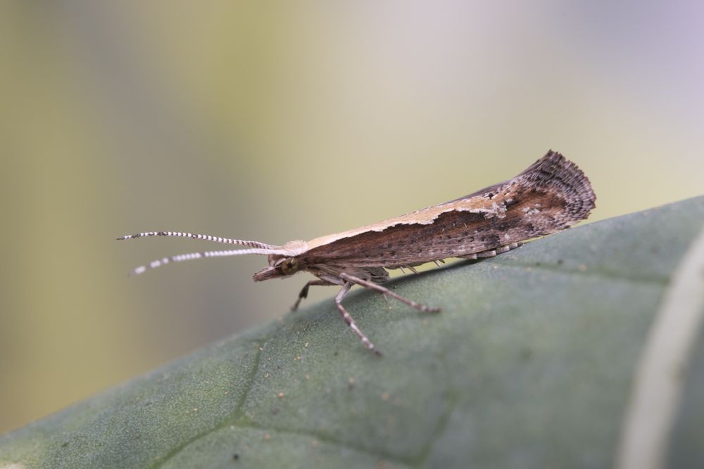 A pretty moth, quite small, resting on a cabbage leaf. It is brown, with a pale cream pattern on the top. 
