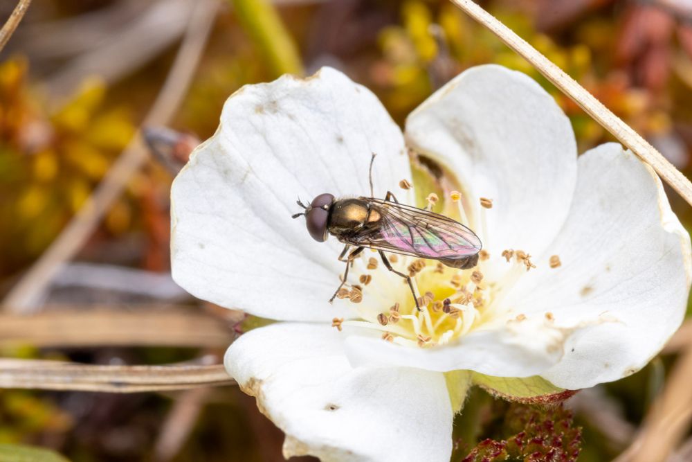 A bronzy syrphid fly on a bakeapple flower, which is white/ 