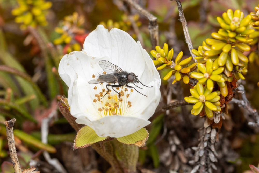 A dark house fly, visiting a bakeapple flower. 