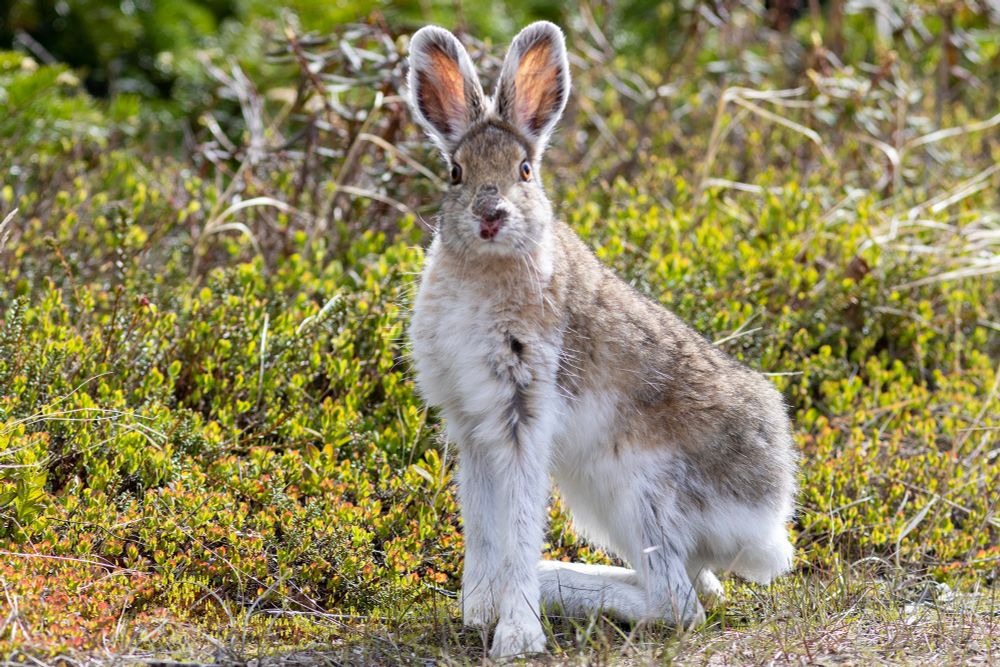 A large gray and white hare sits up on its haunches and looks at the camera. 