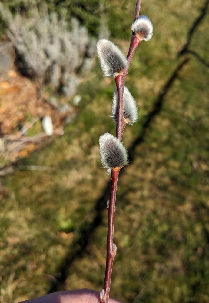 A branch of silver willow in bloom 
