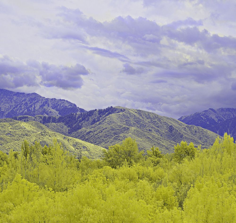 False colour shot of vegetation and mountains under the cloudy sky. The vegetation is yellow, the sky is bluish, and the distant fir threes and mountains are darker blue.