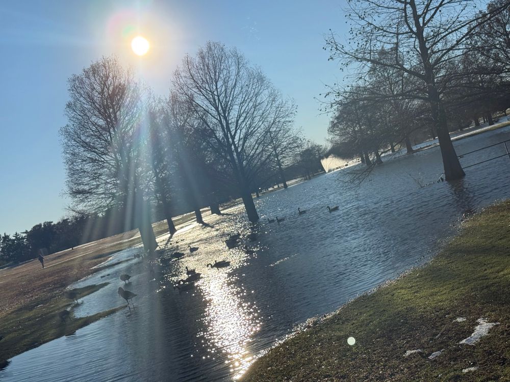 Overflowing pond with Canadian Geese who we blame for the cold front 😀