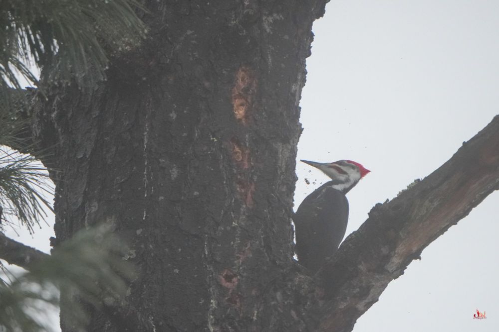 Pileated woodpecker, reliably always in the same area most mornings, way up high in the fog
