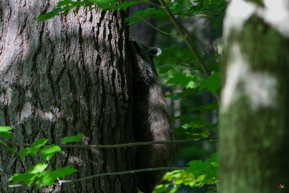 Raccoon