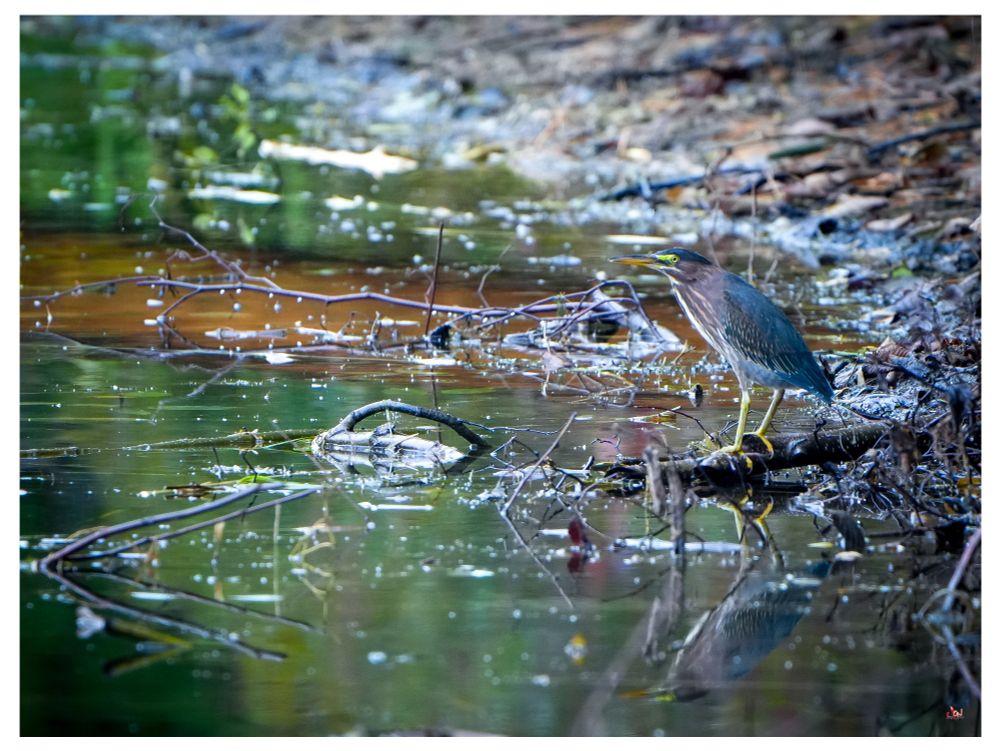 Green heron