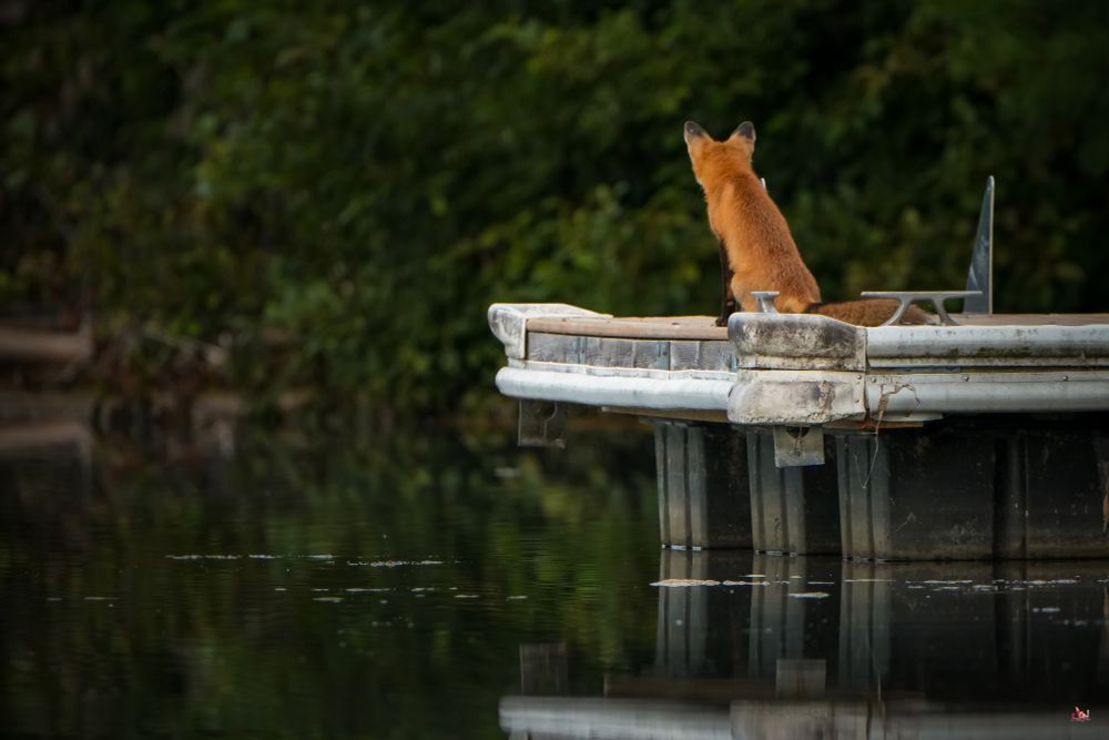 Fox